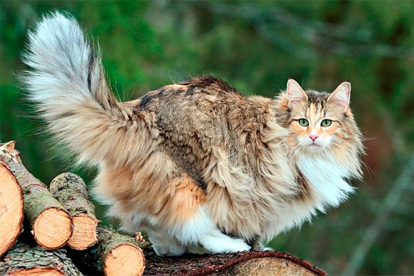 gatos más grandes del mundo