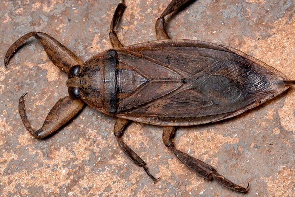 insectos más grandes del mundo