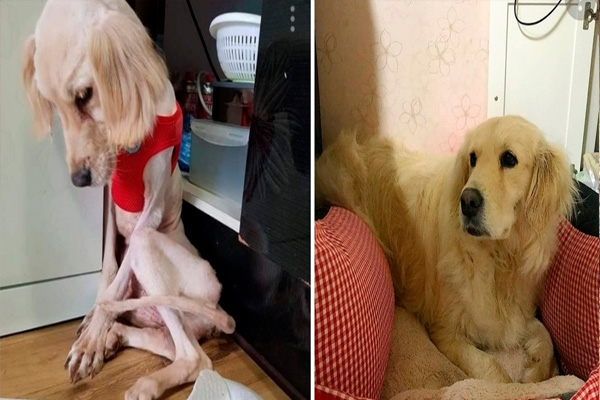 Perro rescatado