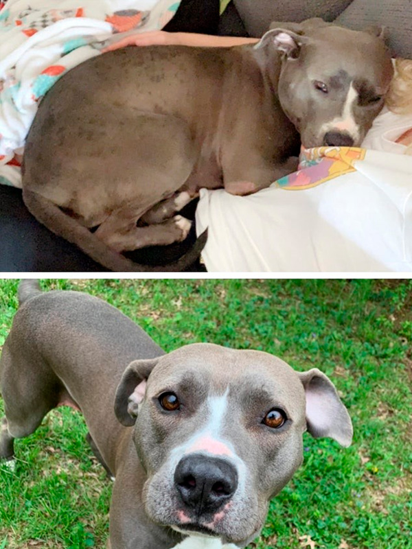 Perro rescatado