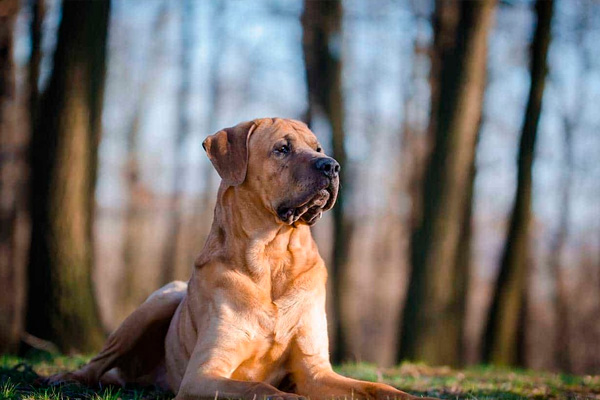razas de perros