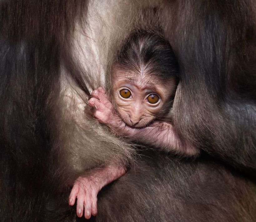 fotografías de vida salvaje de Goran Anastasovski