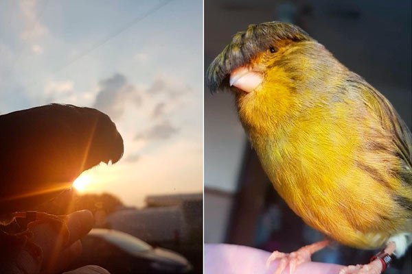 Barry el pájaro con flecos