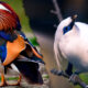 Aves más hermosas y extrañas del mundo