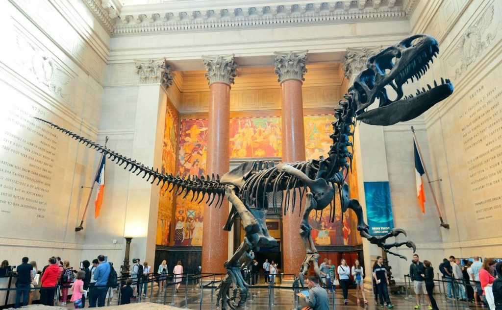Museo Americano de Historia Natural (Nueva York) interior |: 6 mejores museos de historia natural del mundo | bayas de cerebro