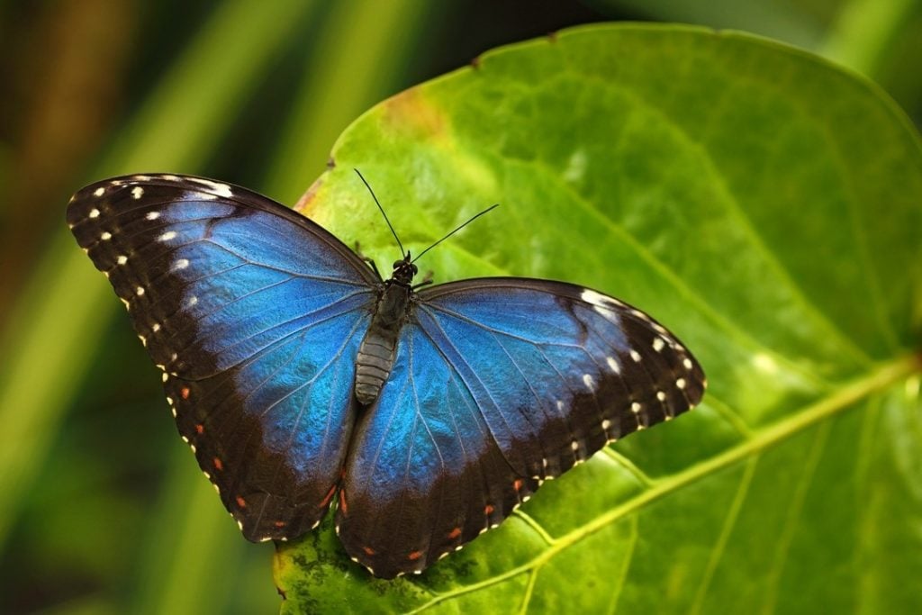 Morfo azul |: Las 7 mariposas más bellas del mundo. CerebroBerry: