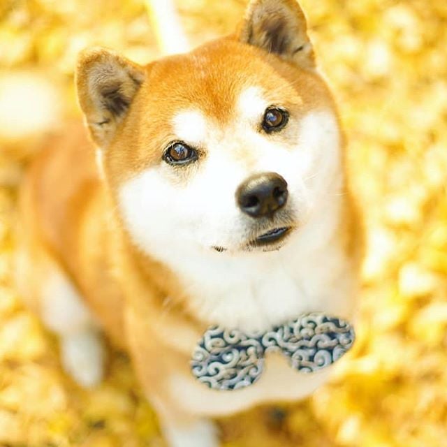 El Shiba Inu más feliz en Instagram #1 | bayas de cerebro