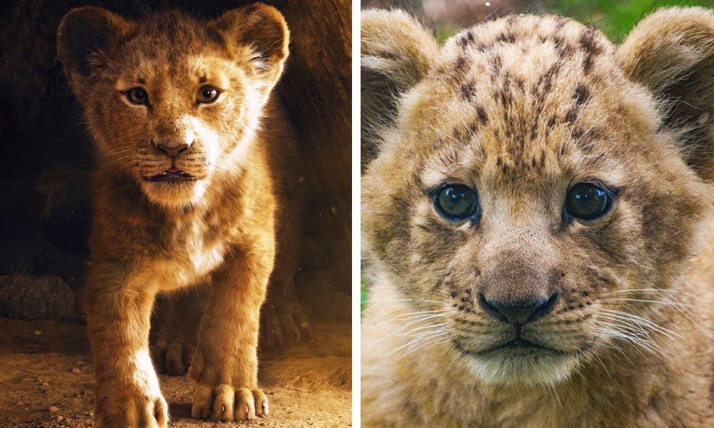 Simba es hombre y Bahati es mujer. Simba de acción real de Disney se basó en el león más lindo de todos los tiempos. |: bayas de cerebro