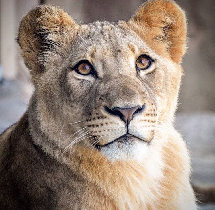 Bahati tiene 2 años. Simba de acción real de Disney se basó en el león más lindo de todos los tiempos. |: bayas de cerebro