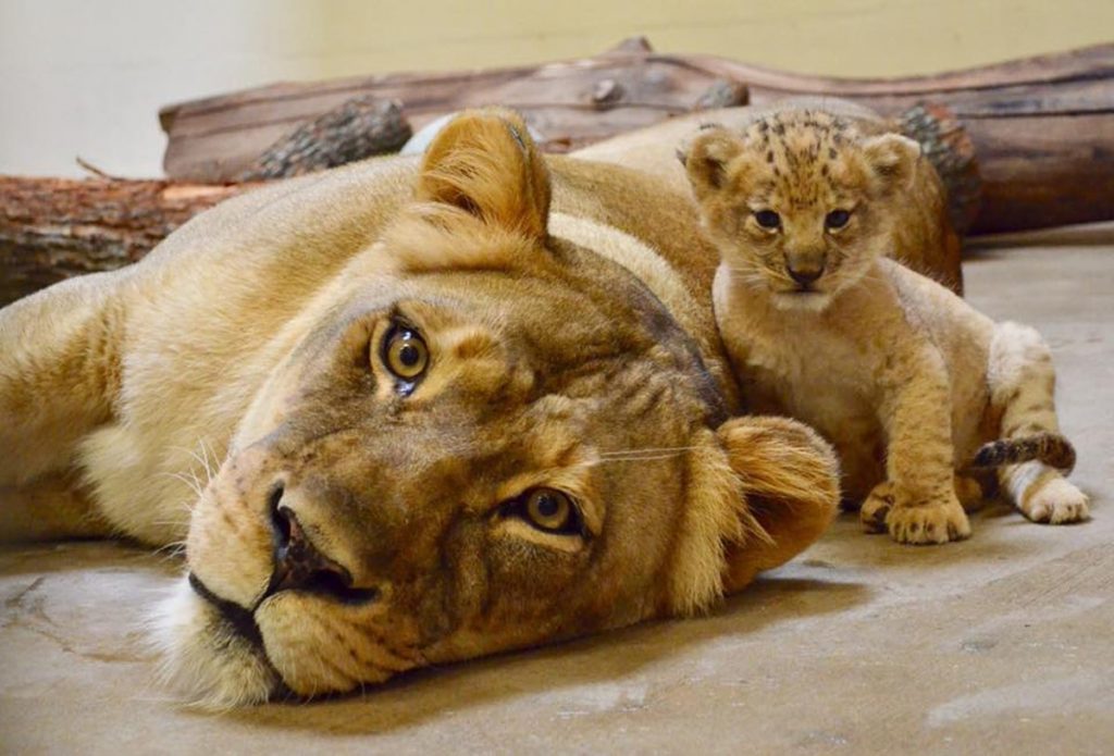 La madre de Bahati es Lina. Simba de acción real de Disney se basó en el león más lindo de todos los tiempos. |: bayas de cerebro