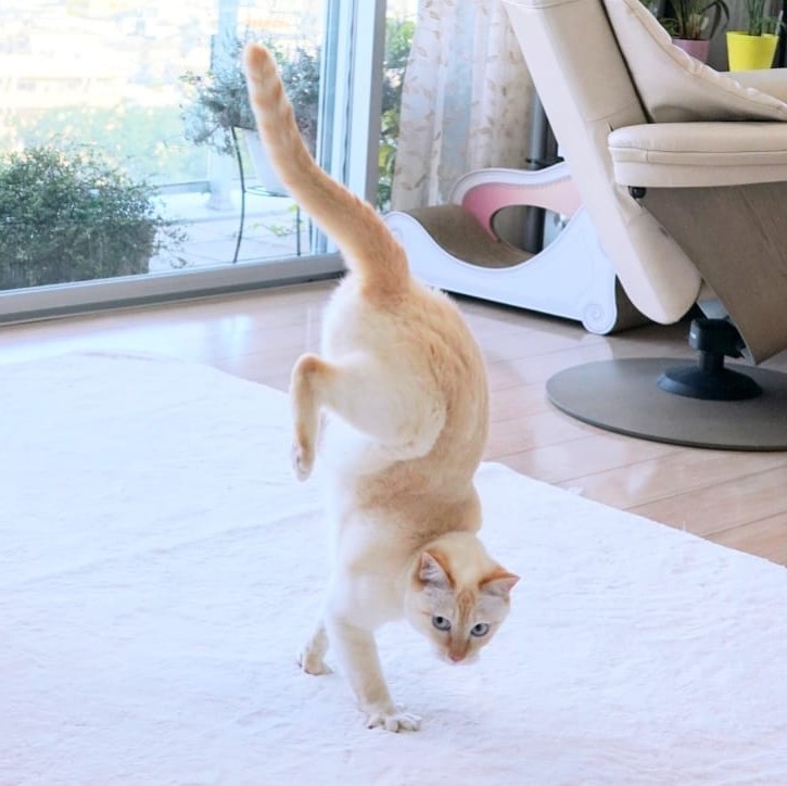 Gato bailarín japonés n.° 7 | bayas de cerebro