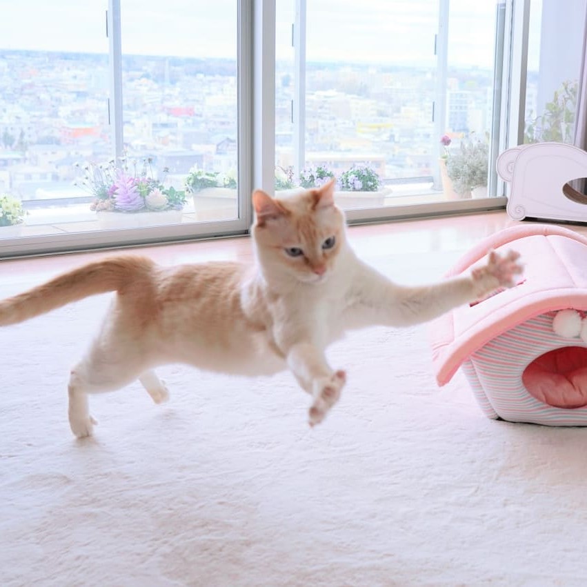 Gato bailarín japonés n.° 8 | bayas de cerebro