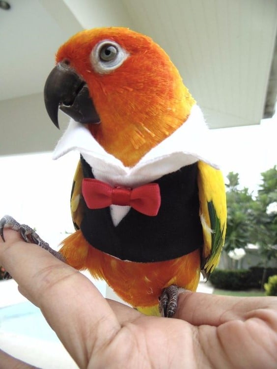 Géminis (21 de mayo - 20 de junio). Loro |: ¿Cuál es la mascota perfecta para ti según tu signo del zodíaco? |: bayas de cerebro