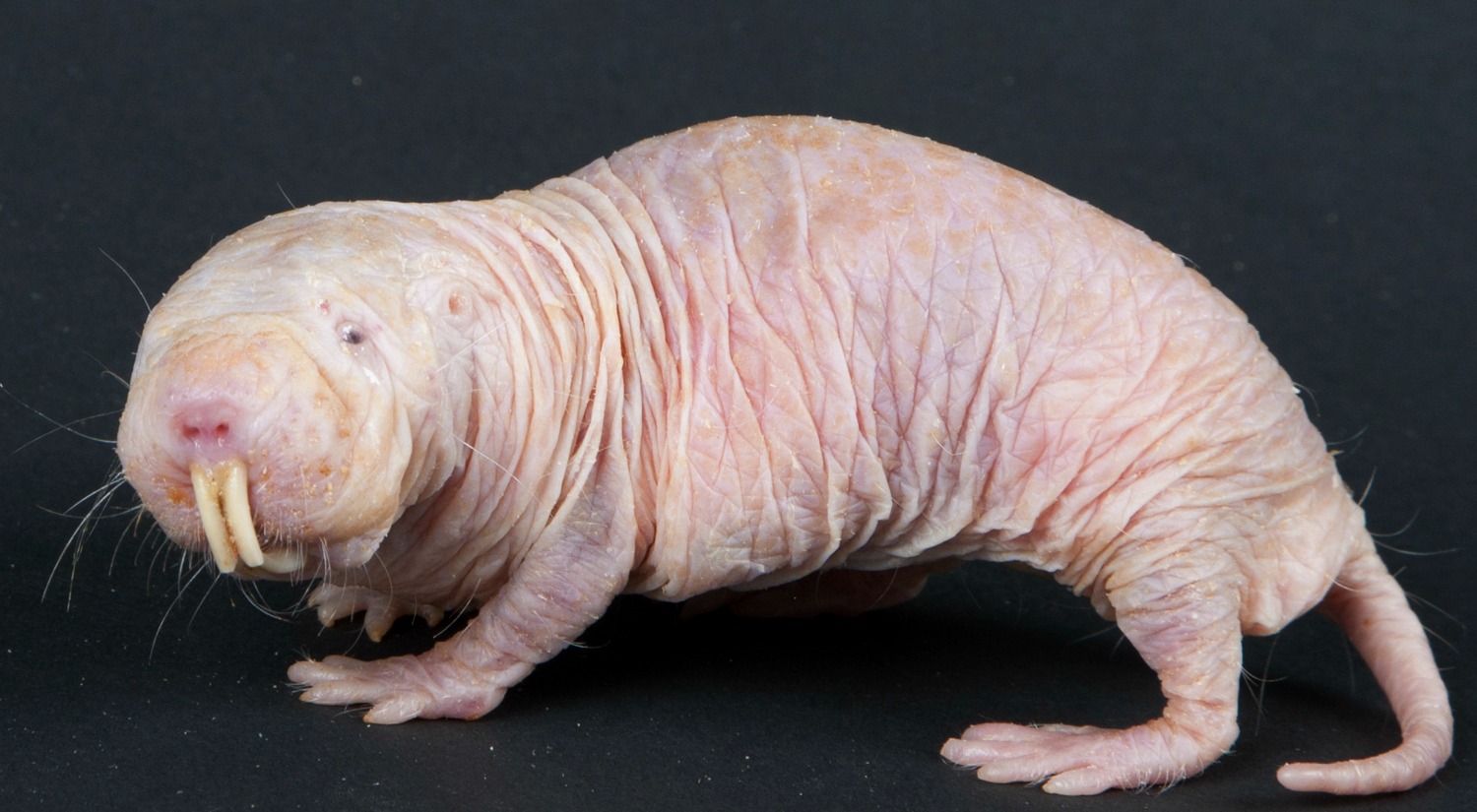 15 de los animales más aterradores que nunca conociste 10