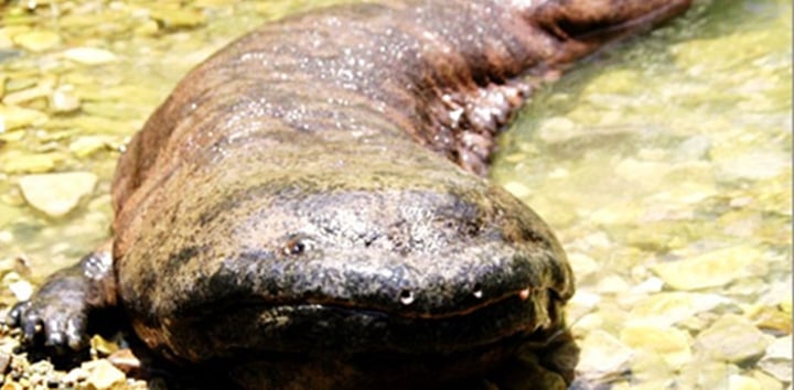 15 de los animales más aterradores que nunca conociste