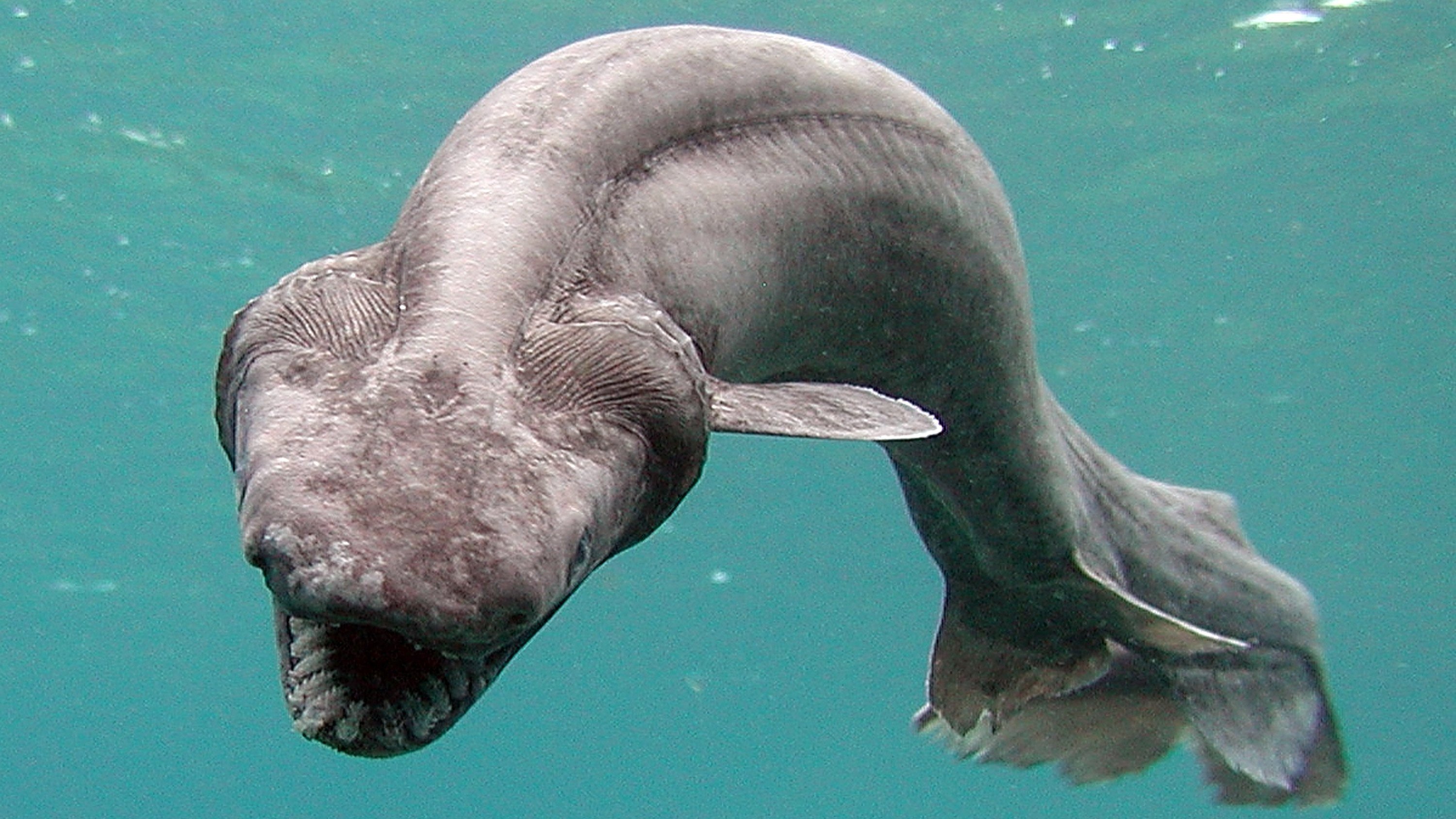 Un tiburón nada en un tanque encontrado por un pescador frente a la costa de Japón en 2007. Recientemente, una de estas raras criaturas fue capturada en Australia, lo que sorprendió a los pescadores.