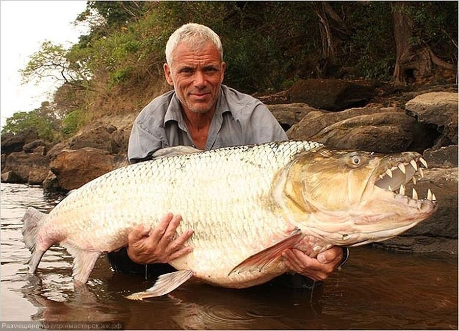 15 de los animales más aterradores que nunca conociste 26
