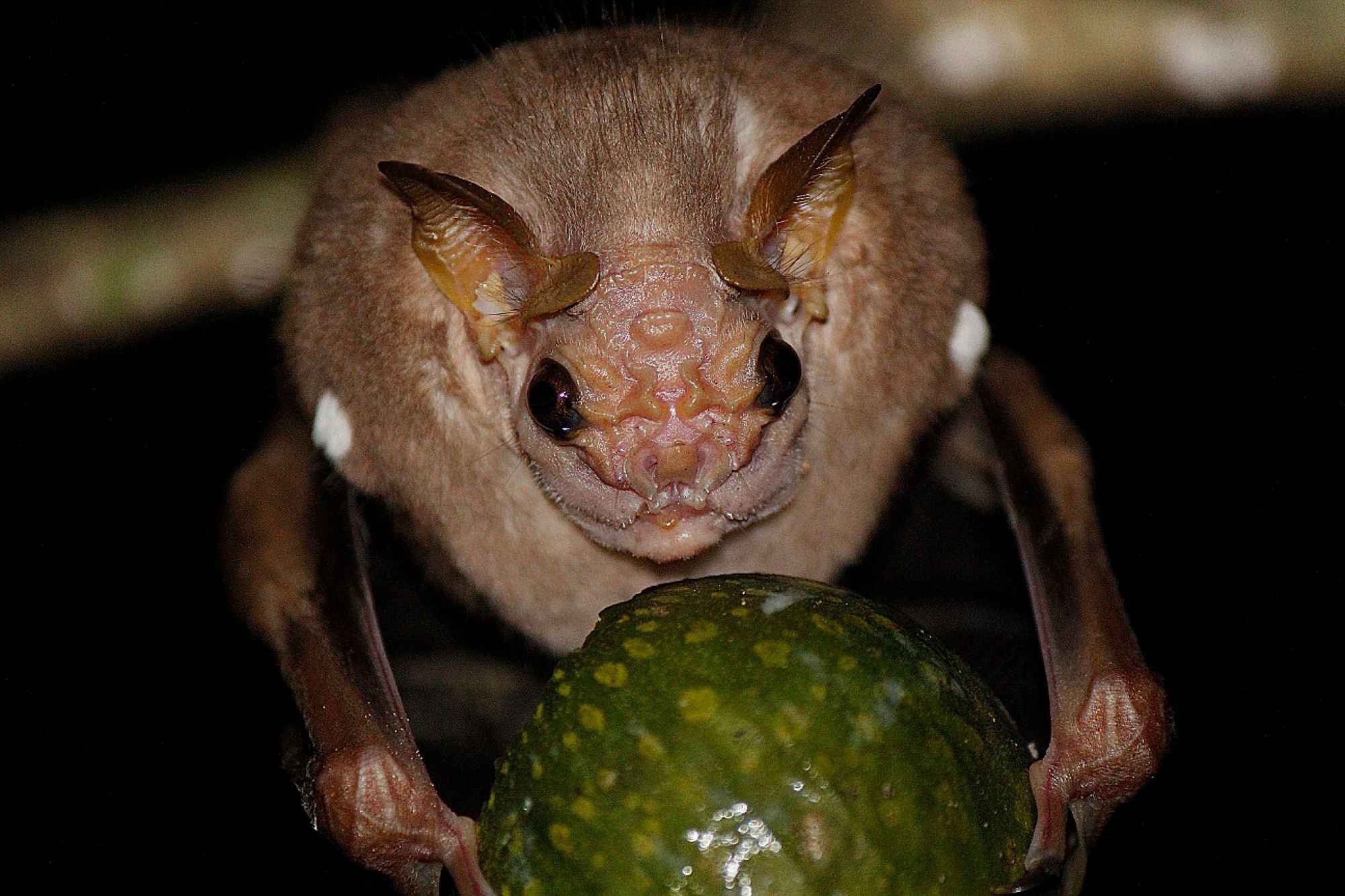 15 de los animales más aterradores que nunca conociste 30