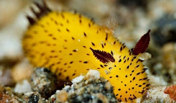 3 criaturas oceánicas de Liland que te golpearán 4