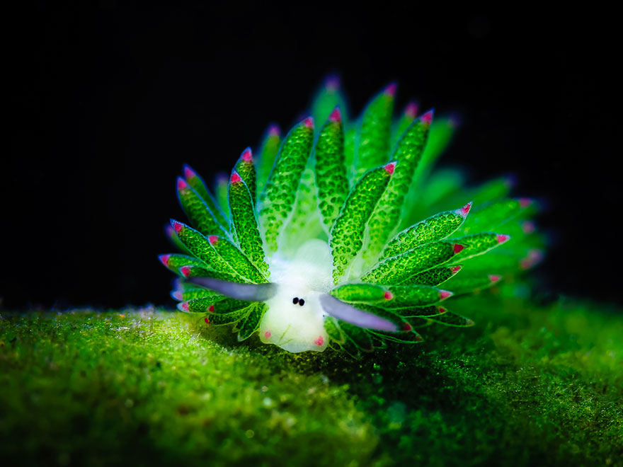 3 criaturas oceánicas de Liland que te golpearán 7