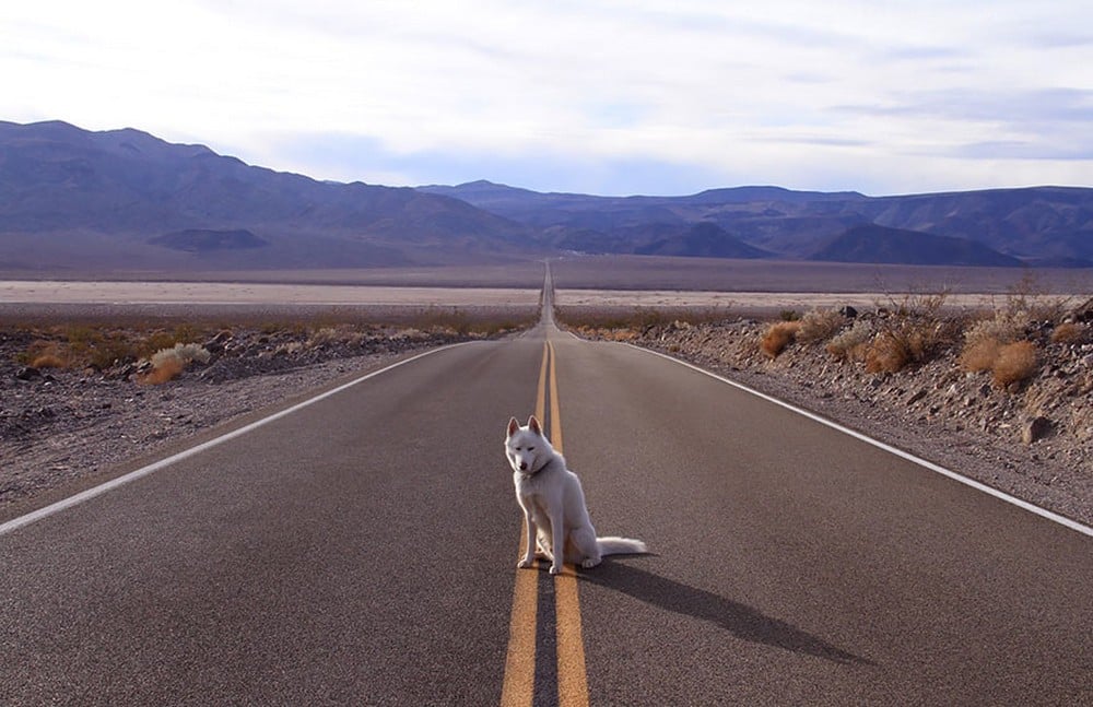 Solo 53 mil. Juan las increíbles aventuras de John y su perro 1