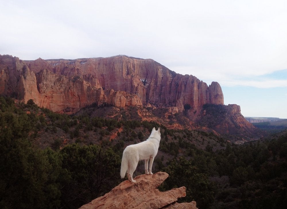 Solo 53 mil. John's Trailing Incredible Adventures y su perro 3