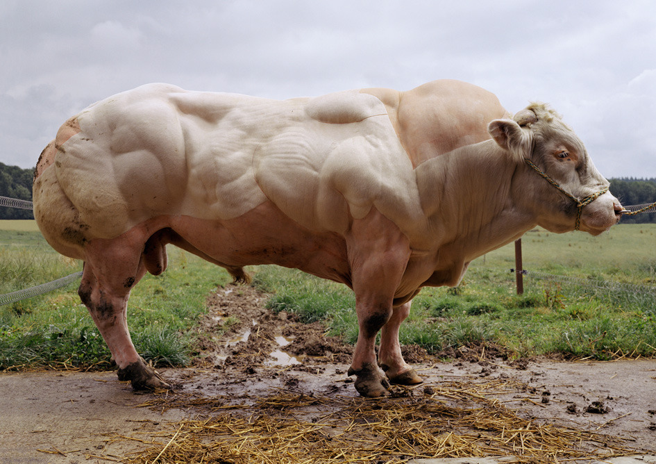 Mascotas que se parecen a Arnold Schwarzenegger de Animal Kingdom 1