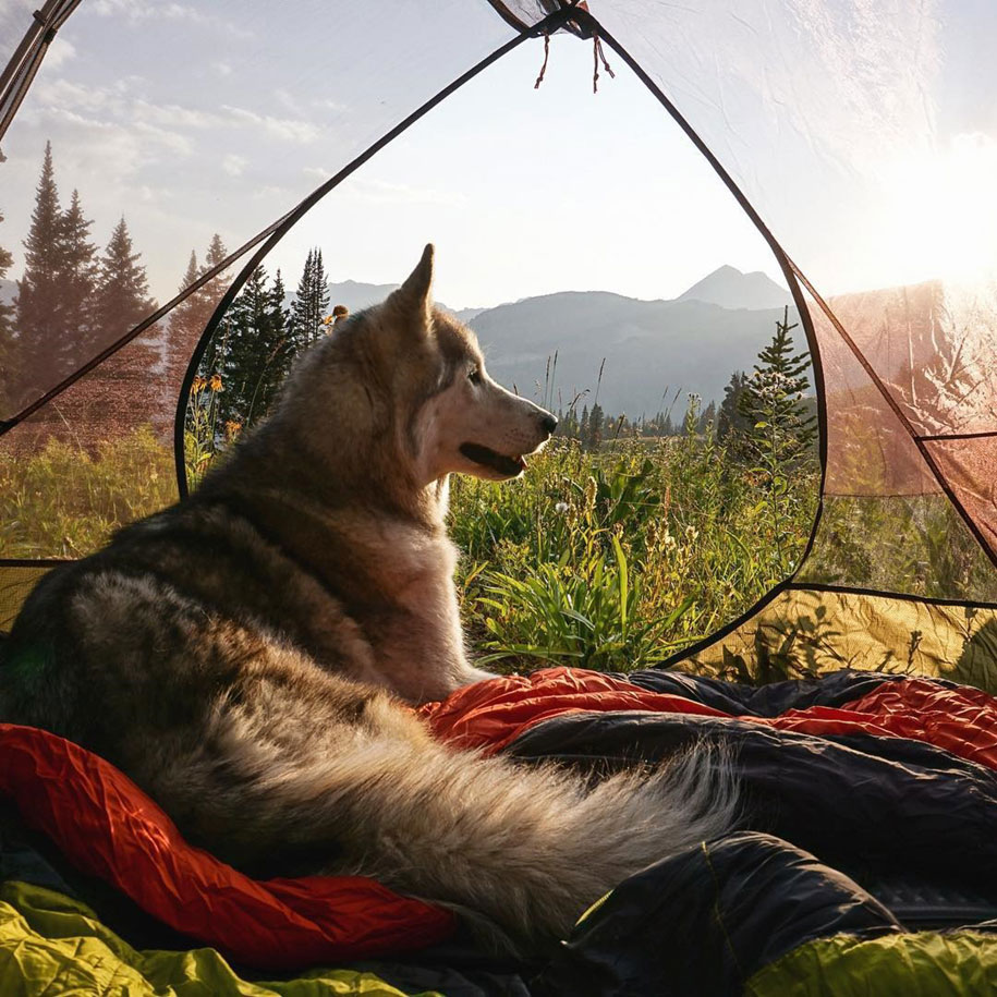 Wolf Dog Lockey 3