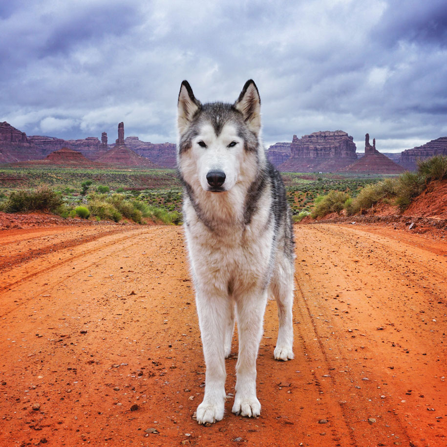 Wolf Dog Lockey 4