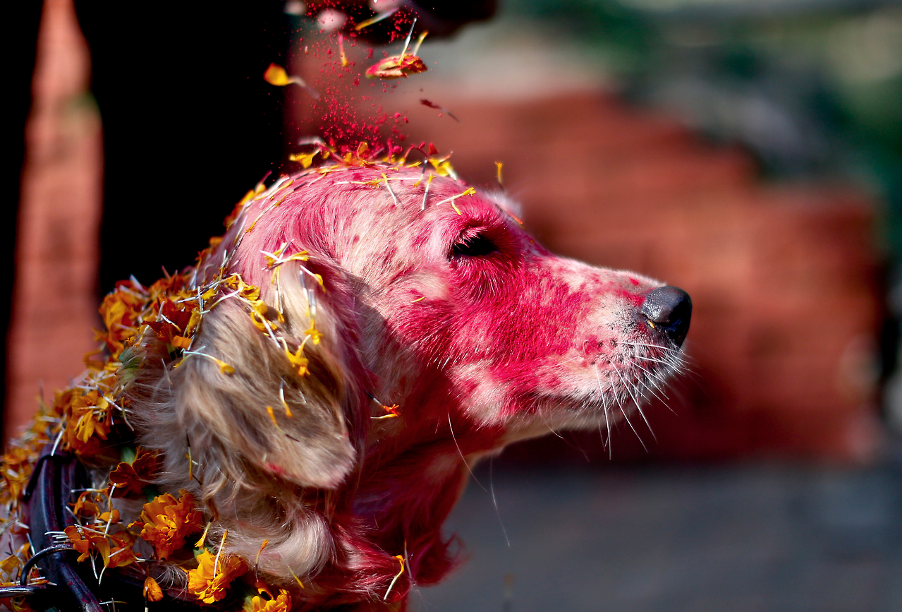 Festival de Nepal para celebrar perros