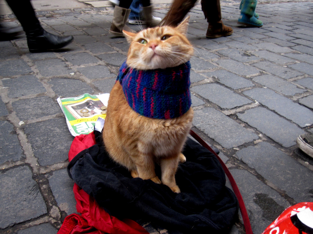 Gato callejero Bob 4