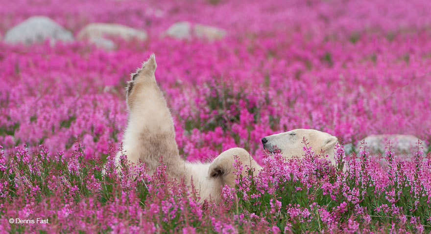 El oso mínimo polar que has visto. Boom 11: