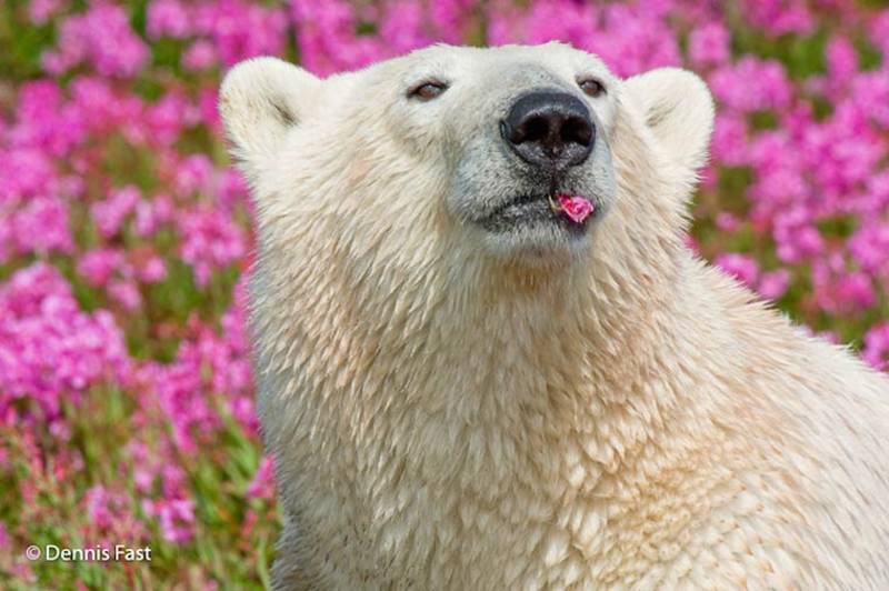 El oso mínimo polar que has visto. Auge
