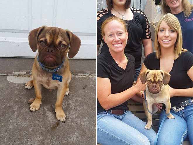 Estos animales increíbles son muy similares a las personas a los 11 años.