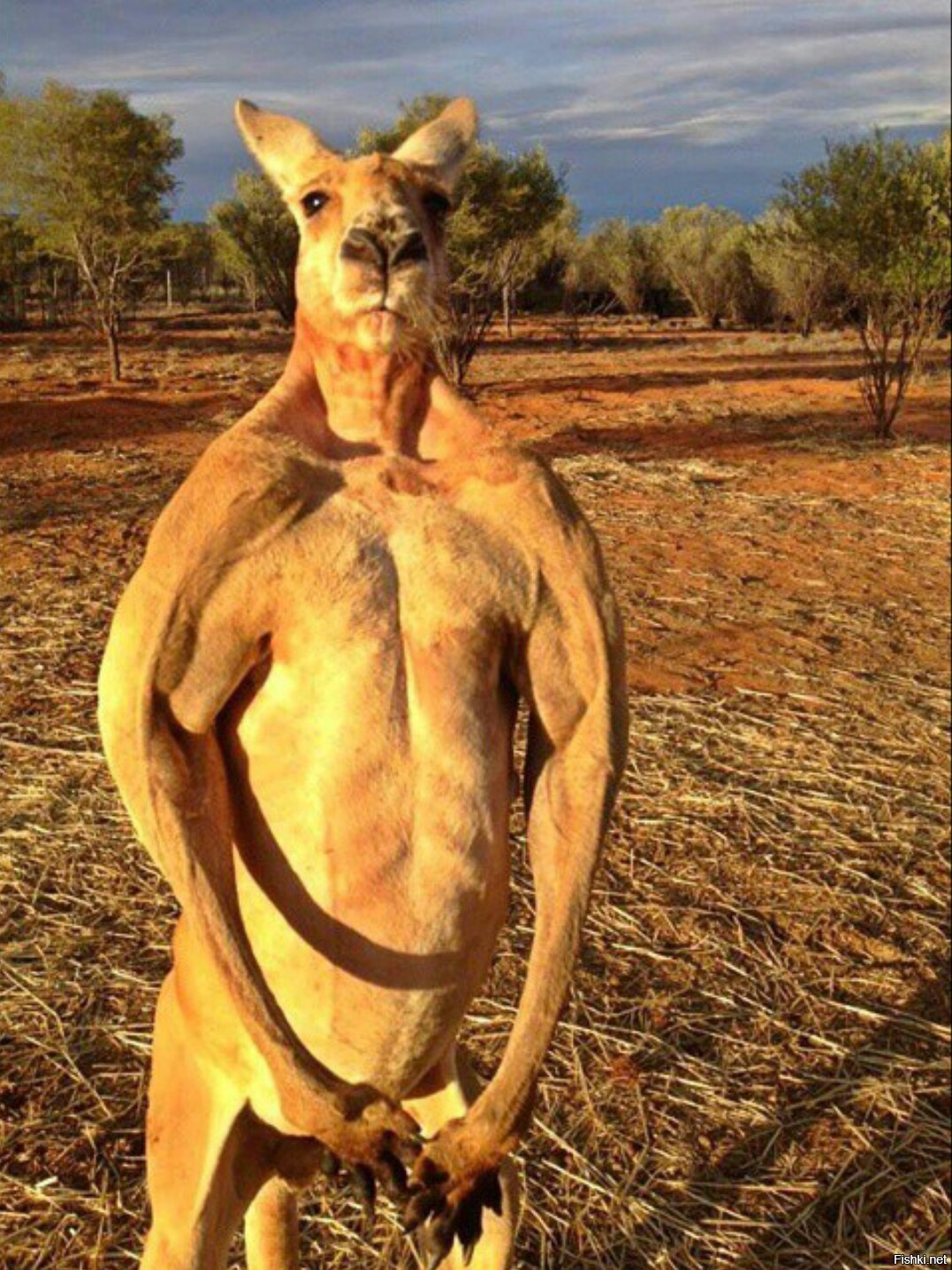 Estos animales increíbles son muy similares a las personas a los 15 años.