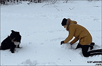 animales-invierno-12: