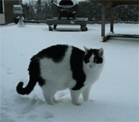 animales-invierno-13