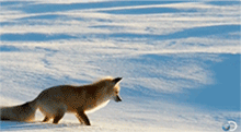 animales-invierno-17: