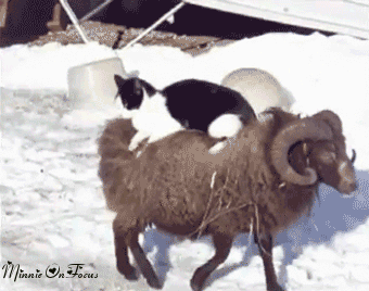 animales-invierno-5