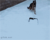 animales-invierno-9