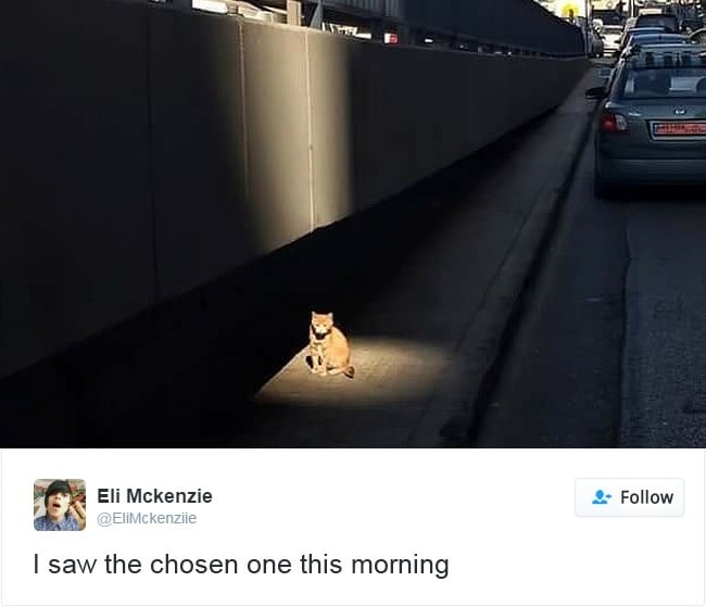 gatos-twitter-memes-2016-10