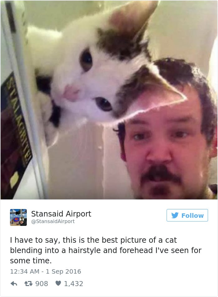 gatos-twitter-memes-2016-21