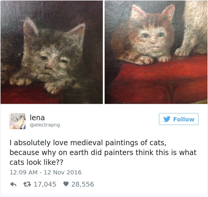 gatos-twitter-memes-2016-28