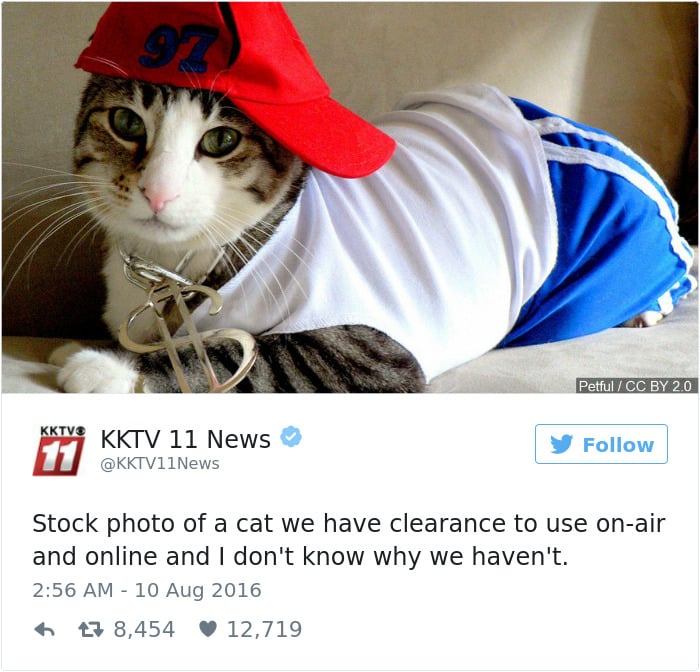 gatos-twitter-memes-2016-35