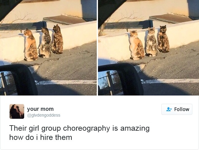 gatos-twitter-memes-2016-9