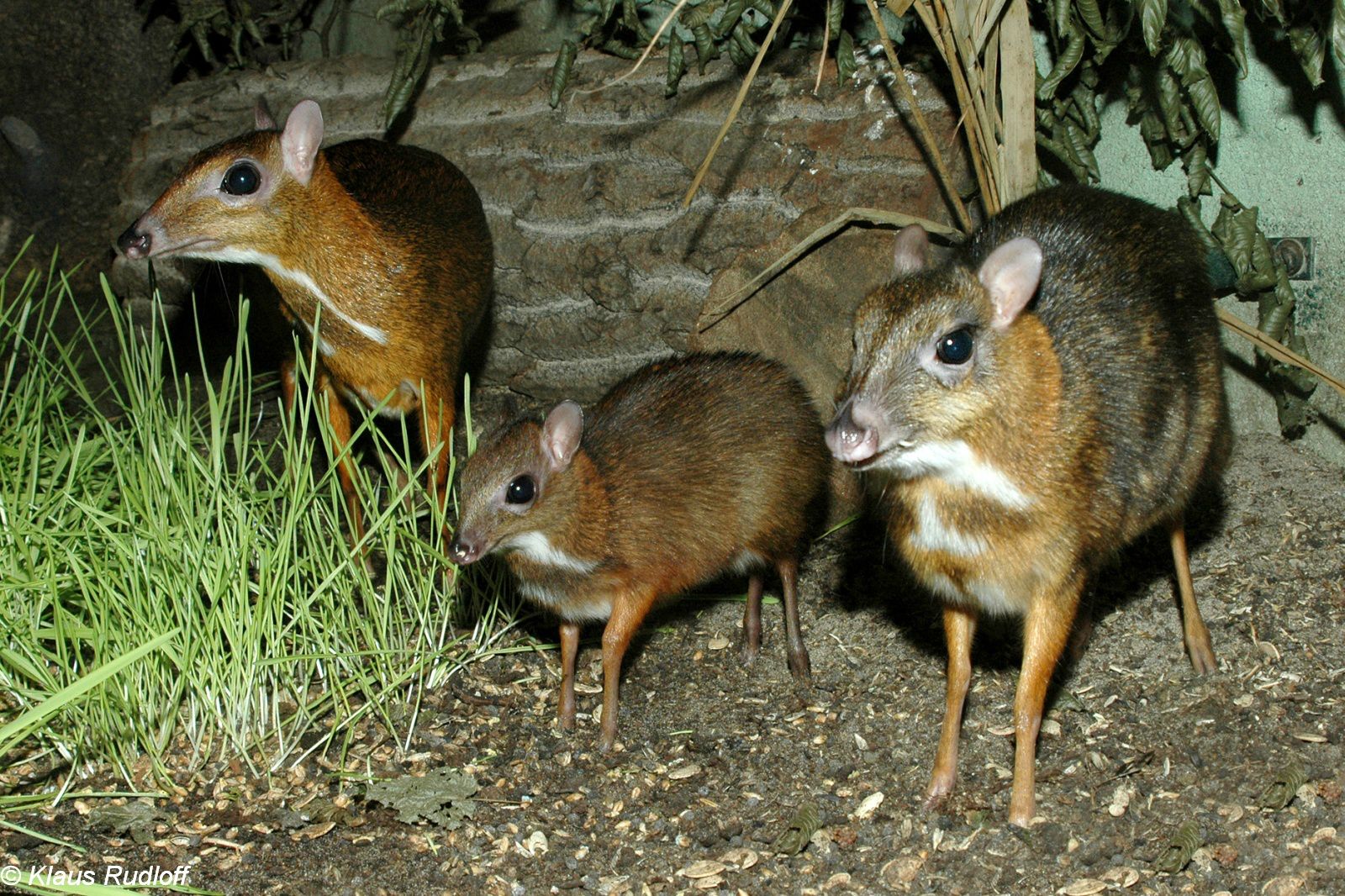 animales_increíbles_que_puedes_encontrar_solo_en_filipinas_03