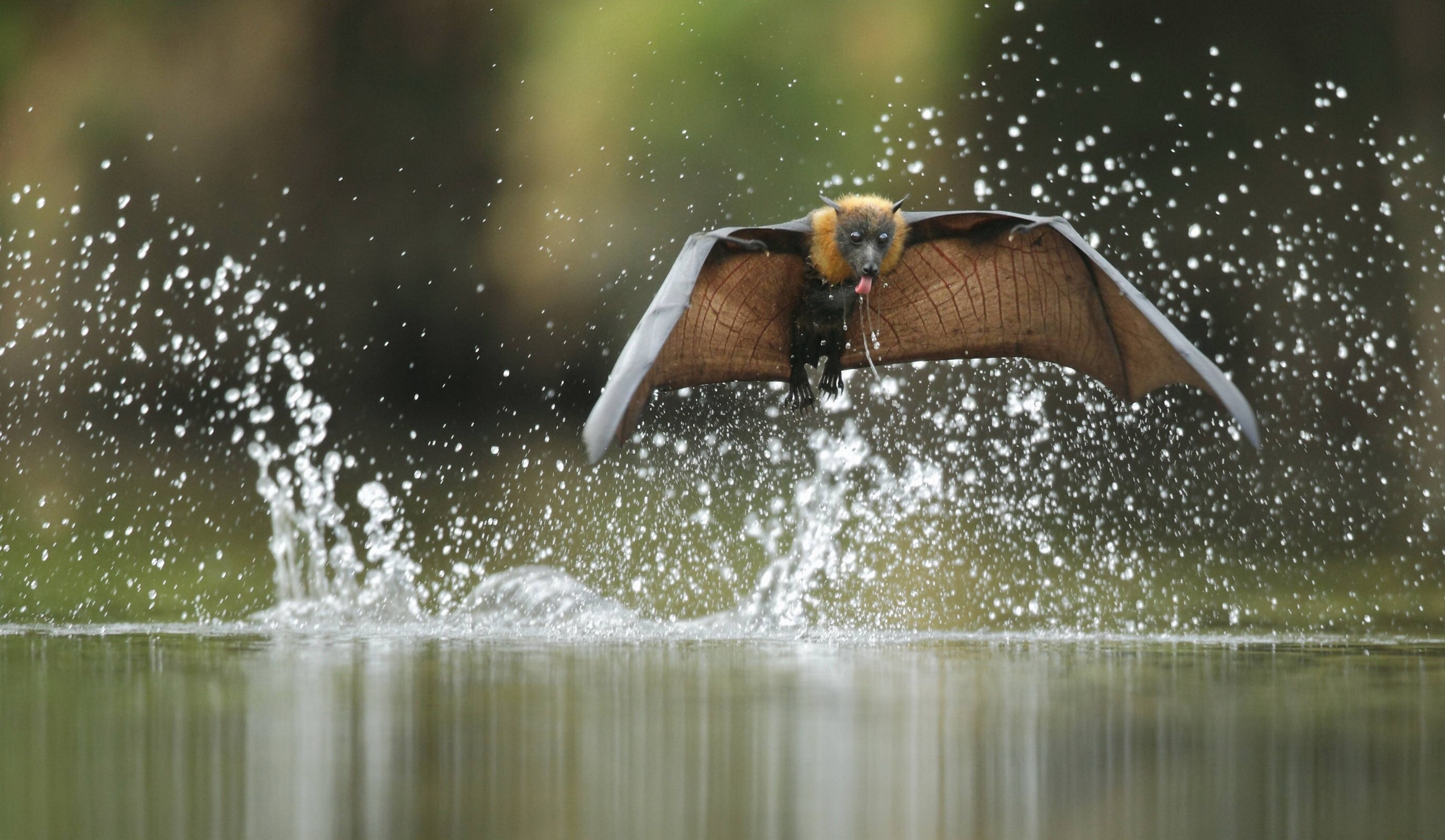 animales_increíbles_que_puedes_encontrar_solo_en_filipinas_05