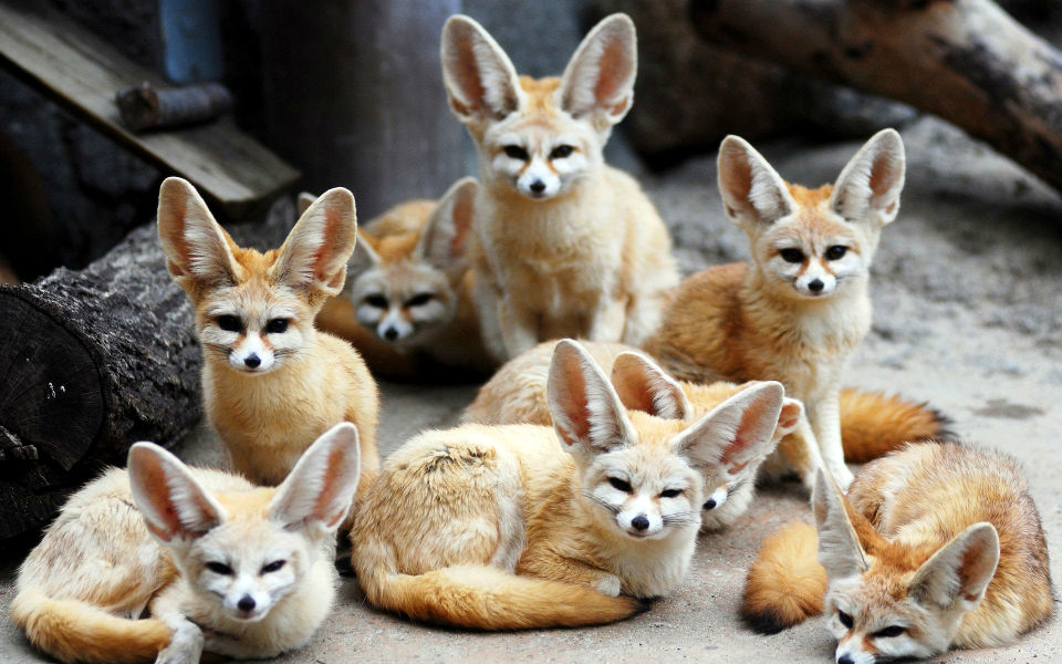 Los animales más bellos del mundo-02