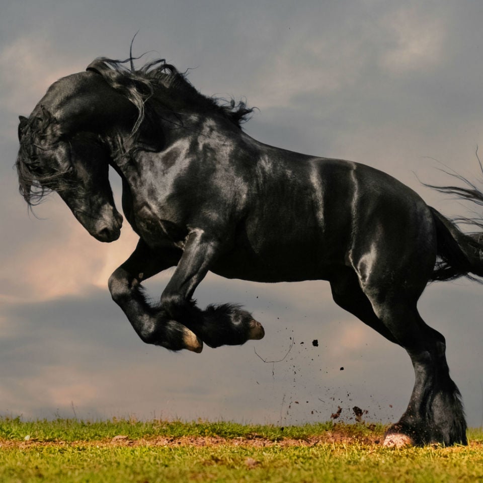 los animales más bellos del mundo-12