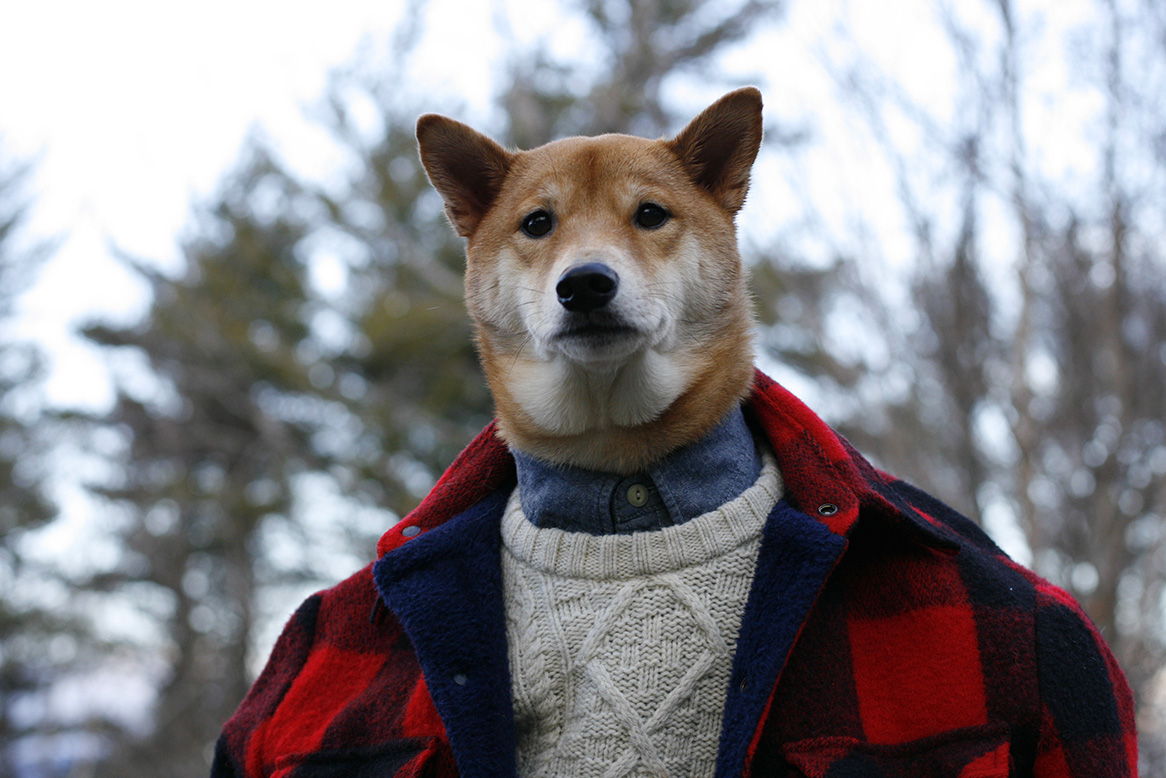 10 perros-más-famosos-de-internet